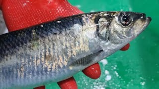 이 생선이 이렇게 맛있었나요? 어떤 생선인지 영상으로 확인해 보세요! Herring sashimi.