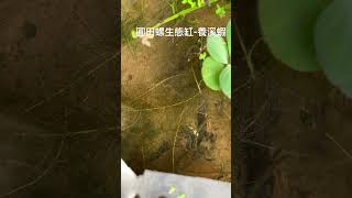 圓田螺生態缸的水草過量繁殖，先從葵扇湖梯田撈了ㄧ隊米蝦來支援吃水藻，之後又在溪裡撈了幾隻粗糙沼蝦進來，發現效果也ㄧ般般，最近每天都投2粒的鯉魚飼料當下午茶。