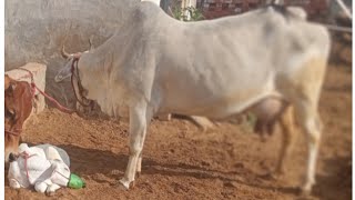 देसी गाय पालने पर मिलेंगे 30000रु सालाना | Desi cow scheme कैसे फार्म भरना है | #desicowscheme #cow