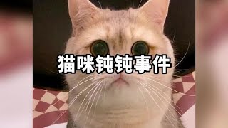 盘点猫咪顿顿的日常#萌宠出道计划 #记录猫咪日常