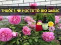 Thuốc sinh học từ tỏi Bio Garlic phòng trị bệnh cho hoa hồng