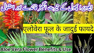 Aloe Vera Flower Benefits \u0026 Use/कुबेर के खजाने से भी कीमती है ये फूल|ایلوویرا پھول کے جادوئی فائدے