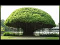 kalpabata tree in shree jagannathtemple ଶ୍ରୀଜଗନ୍ନାଥଙ୍କ ମନ୍ଦିରରେ କଳ୍ପବଟବୃକ୍ଷର ଭୂମିକା