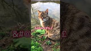 小猫咪也有烦心事儿#狸花猫 #记录乡村生活