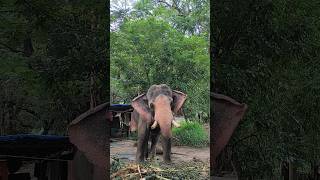 ചെക്കൻ ഫുൾ ടൈം ഡാൻസ് ആണ് ഇവന്നാണ് ബൽറാം #kerala #elephant #aana #shortsfeed #indianelephant #keralae