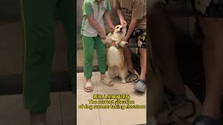 在中国养狗狗坐电梯的现状 | situation of dog owner in elevators in china #pets #corgi#funny#puppy#cutedog#animals