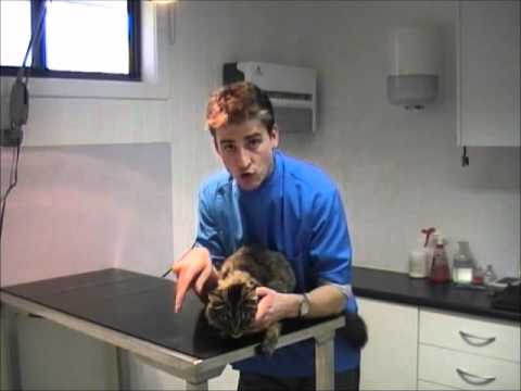 How to check your cat for fleas How to check your cat for fleas