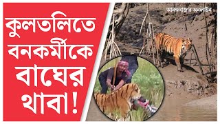 Tiger Attacked Forest Officer | আড়ালে নয়, জঙ্গল থেকে লোকালয়ে ঢুকে বনকর্মীকে থাবা মারল বাঘ