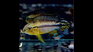 10/21【DC短鯛坊】B阿蓮卡阿卡西短鯛 No.C9【DwarfCichlid】