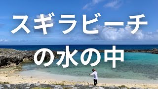 喜界島スギラビーチの海の中から／知らない魚たち