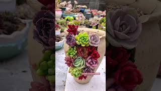 Succulent DIY Ideas 多肉植物| 다육이들 | Suculentas