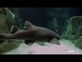 l aquarium de paris requin nourrice