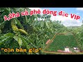 [ cần bán gấp ] vườn cà phê 1,2ha sẵn nhà ôm 100m mặt đường thuộc huyện chư sê