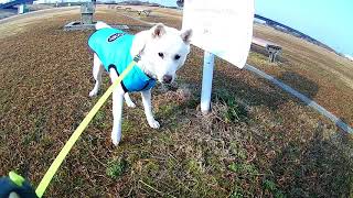 紀州犬【ゆず】自分で近づいてるのに看板にびびる