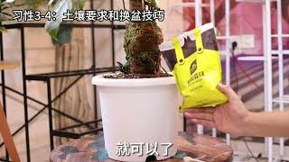 龟背竹怎么养？园艺师教你，龟背竹的详细养护技巧