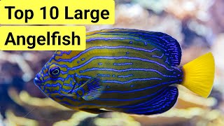 Top 10 Large Angelfish For A Saltwater Aquarium | The Prestige Reef Dork Show