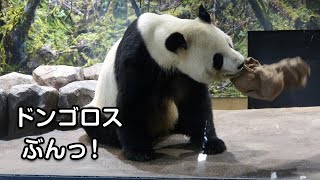 リーリーのドンゴロスおやつタイム♪（2020/12/13）　Giant Panda Ri Ri