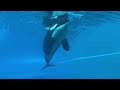 when nikita met kiska the orca