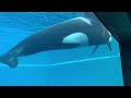 when nikita met kiska the orca