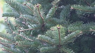 Christmas tree recycling aims to restore Louisiana wetlands