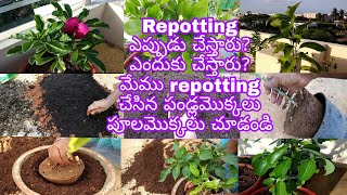 Repotting/ repotting ఎప్పుడు చేస్తారు?ఎందుకు చేస్తారు? repotting చేసిన పండ్ల మొక్కలు, పూలమొక్కలు...