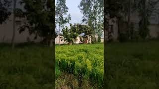 100 Acre prime agriculture land for sale in M P Ashoknagar Contact : 9876021123