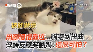 媽咪臭腳逼近！貓咪「全身都在抗拒」嚇到扭曲😹｜寵物動物｜搞笑｜虎斑貓｜開掌花