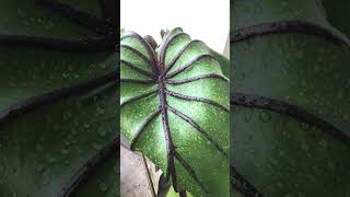 ฟาโรห์ colocasia pharaoh's mask