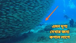 সমুদ্রের অসাধারণ সুন্দর ছোট মাছগুলি।যা দেখার জন্য কপাল লাগে।Two point Amazing.