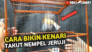 TUTORIAL BIKIN TERAPI KENARI TAKUT RUJI