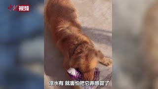 “狗坚强”的主人谈爱犬获救：找到时就好像见到自己的亲人