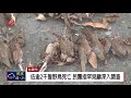 台東千隻野鳥慘死 檢體化驗出農藥