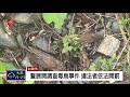 台東千隻野鳥慘死 檢體化驗出農藥