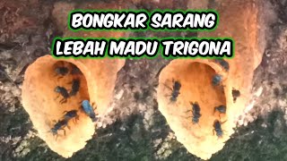 BONGKAR SARANG LEBAH MADU APISS TRIGONA:#lebahmaduhutan #lebahtrigona