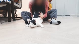 아빠가 부르면 무슨 일이 있어도 가야 하는 고양이🤣🤣 A cat that must go unconditionally when dad calls