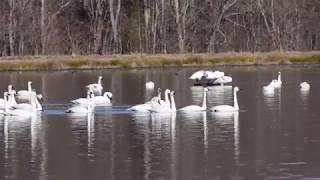 Tundra Swans Taking Off in the Morning