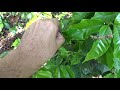 como se maneja la poda calavera con los hijos que nacen en el tallo de la planta.