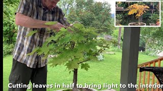 Yamadori Norway Maple Bonsai - 3 Year Journey