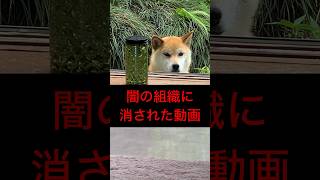 柴犬コロ 消された動画がやばい😭 衝撃の事実😂 #柴犬コロ #怖い #衝撃 #こわい #犬 #おもしろ #爆笑 #shibainu #dog #funny