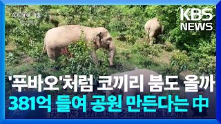 [글로벌K] 중국 윈난성의 야생 코끼리 300마리…381억 들여 국가 공원 만든다는데 / KBS  2024.08.20.