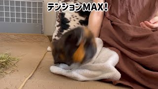 鳴く！噛む！踏んづける！マッサージで超盛り上がるモルモットもるちゃん