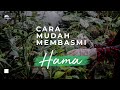 Cara Mudah Membasmi Hama pada Tanaman