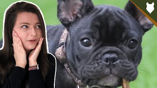 Are FRENCH BULLDOG Playful? Aggressive or Playful?