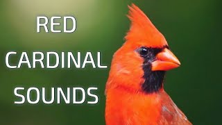 Red Cardinal Sounds