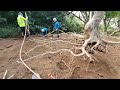 Tree Root System Excavation for Research - 3D Printing and Scanning