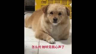 胖狗🐶萌宠出道计划 一看就非常乖的小狗 笨蛋小狗