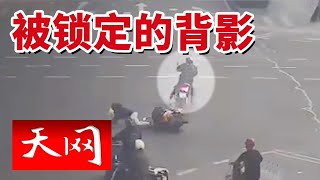 《天网》货车剐倒街边树木砸了后车 该如何赔偿？20241202