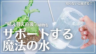 【この“水”与えないと損します】植え替え直後の観葉植物管理のコツ