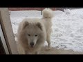 sibirski samojed i want to get