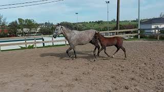 MANA🐎 Y WINDWAR DE ROVALLINES 🐎 EN HERAS HORSE \u0026 EVENTS CANTABRIA ESPAÑA